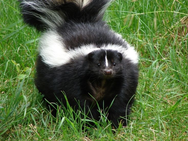 How to repel Skunks from properties