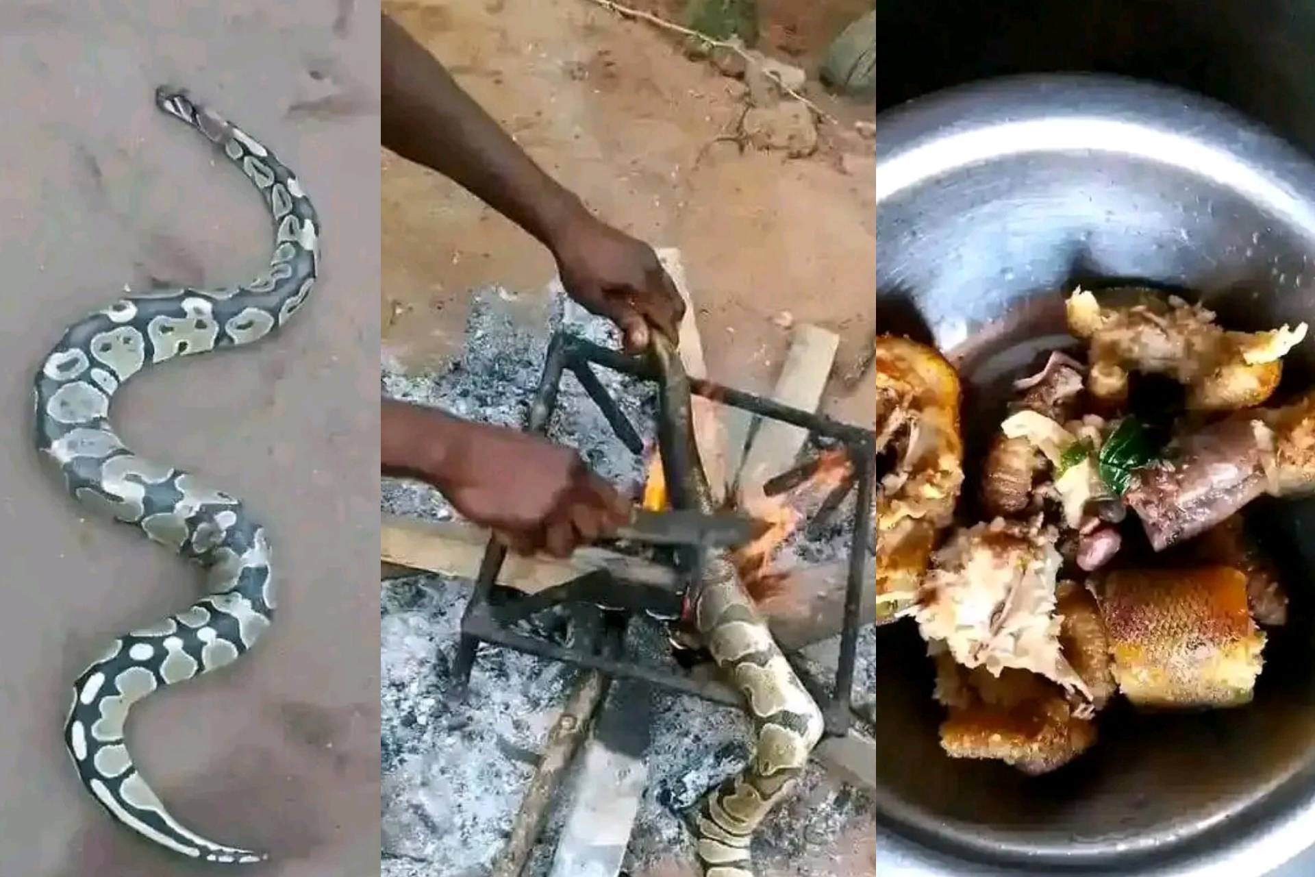 Cooking snake in Nigeria